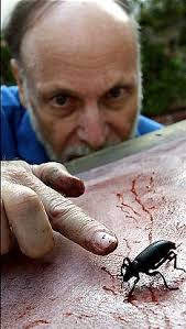 Bugs are his Paintbrushes