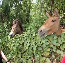 Image result for Enteropogon monostachyos