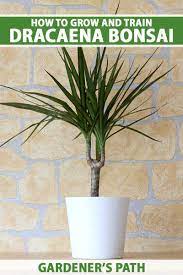 How To Grow Dracaena As Bonsai Gardener S Path