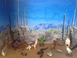 Desert Biome In A Box Pin De Adrienne Mccabe En Desert Ecosystem Project Proyectos Escolares Actividades Dioramas