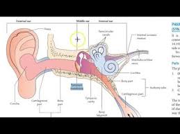 The malleus is attached to the tympanic membrane and articulates with the incus, which in turn the stapes, attaches to the membrane of the oval window connecting the middle ear to the inner ear. Ent 002 A Anatomy Ear External Middle Internal Wall Bone Malleus Incus Stapes Youtube
