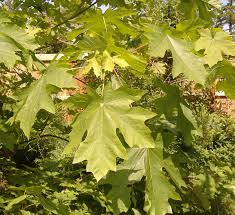 After flowering, the plants may appear a little wilted but do not increase watering more than the usual watering schedule. Acer Macrophyllum Wikipedia