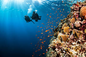 7 of the world's most incredible scuba diving experiences | National  Geographic