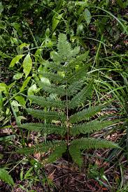 Image result for Pteris friesii