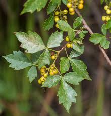 Image result for Searsia dentata