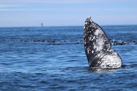 Image result for Warneckea walikalensis