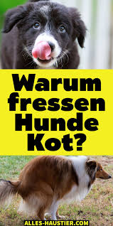 Warum Fressen Hunde Kot Alles Haustier Hunde Haustier Tiere Hund