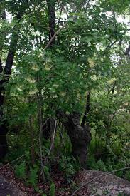 Image result for Pavetta gardeniifolia