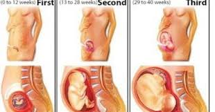 Fase Kehamilan Trisemester I Kehamilan Trimester Pertama Kehamilan Bagi Wanita Yang Sudah Menikah Adalah Anugerah Sebab Tidak Semua W Kehamilan Wanita
