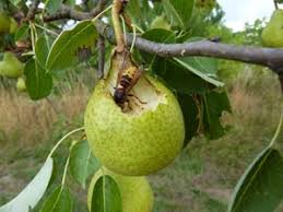 Comment faire fuir les frelons. Protegez Les Recoltes Du Verger