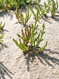 Mit themen rund um das wattenmeer, pflanzen und tiere im wattenmeer und zum naturschutz. Wattenmeer Wo Das Land Zweimal Am Tag Im Meer Versinkt Bund E V