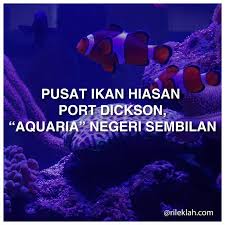 Pusat ikan hiasan pd facebook official page. Pusat Ikan Hiasan Port Dickson Tarikan Percutian Keluarga Yang Tak Ramai Tahu Rileklah Com