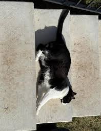 What is the announcements tab and where is it