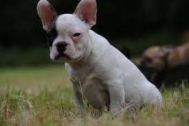 Klasse, dass es ihrer jungen blue pied hündin so toll geht und sie sich so. Franzosische Bulldogge Wesen Farben Haltung Markt De