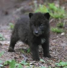 Black Wolf Pup Siyah Kurtlar Kurt Siyah