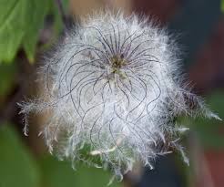 Pin On Seeds And Pods