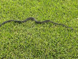 Image result for Ceropegia togoensis