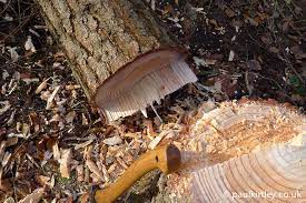 Tree Felling With Axe And Saw