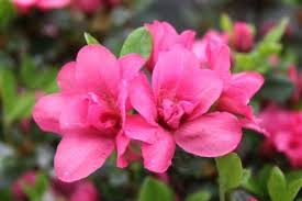 Rhododendron Obtusum Rokoko Rhododendron Planting Shrubs Ornamental Plants