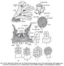 Some of the more familiar species grow as a flattened leafless thallus, but. Quick Notes On Marchantia With Diagrams Biology