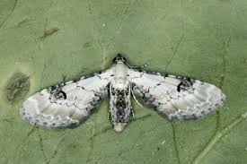 Image result for Eupithecia lanceata