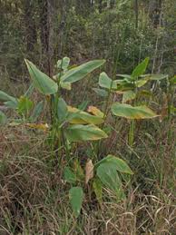 Image result for Thalia geniculata