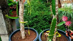 Cara Menanam Buah Naga Dalam Pot Polybag Supaya Berbuah Youtube