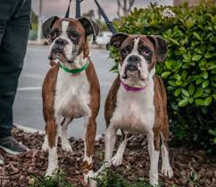 Maybe you would like to learn more about one of these? Boxer Dog For Adoption In Oceanside Ca Adn 518080 On Puppyfinder Com Gender Male Age Dog Adoption Boxer Dogs Pets