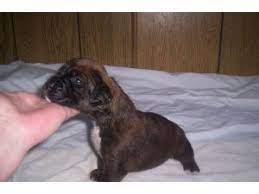 Our foster dogs are behaviorally and physically assessed by our experienced volunteers. Boxer Puppies In Ohio