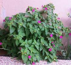 نبتة شب الليل mirabilis jalapa ويسمى أيضا نبات الساعة الرابعة وهو شجيرة صغيرة من فصيلة الجهنمية ويصل ارتفاعها إلى حوالي نصف المتر plants garden landscape