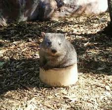 Pin By Alexandrajaise On Wombats Baby Animals Cute Baby Animals Wombat