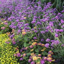 Image result for Gomphrena