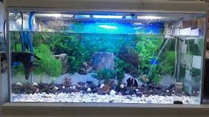 Atau ingin tahu cara desain aquarium air tawar? 30 Gambar Desain Aquarium Air Tawar Mewah Dan Menimalis Desain Id