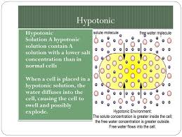 This means that any solution with a higher total solute concentration than either of these isotonic solutions will be hypertonic to the cell. Mrs Wetzel Biology Chapter 3 Power Point Cell Theory Early Discoveries Almost All Cells Are Too Small To Be Seen With The Naked Eye Prior To The Discovery Ppt Download