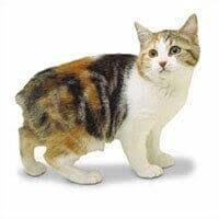 Panjang ekornya mencapai seperdua bahagian. Baka Kucing Whiskas Malaysia