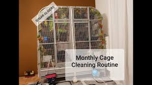 Sugar Gliders Monthly Cage Cleaning Routine Youtube