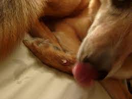 File Dog Licking Wound Jpg Wikimedia Commons