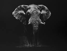 Slon Africky Black Paper Drawing Wildlife Art Wildlife Artists