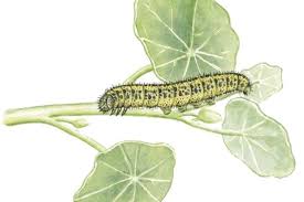 how to identify common caterpillars caterpillar