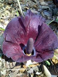 Image result for Amorphophallus abyssinicus
