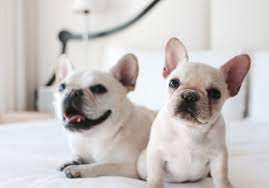 Meet david, a cute french bulldog puppy who's ready to take on the world. How To Find The Right French Bulldog Breeder What The Frenchie