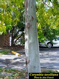Image result for Eucalyptus torelliana