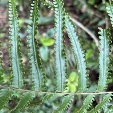 Image result for Scleria delicatula