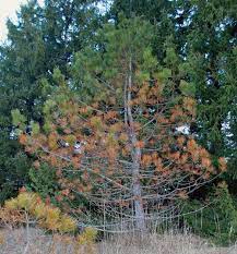 We did not find results for: Why Are My Pine Trees Turning Brown Msu Extension