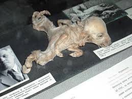 The elephant's foot is a large mass of black corium with many layers, externally resembling tree bark and glass. Chernobyl Disaster