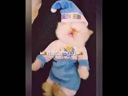 Izmirli Fenomen Kedi Yavrusu Youtube Youtube