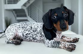 The dog may have a red, blue, chocolate, or black base. Dachshund Puppy Is Born With Unique Black And White Spotted Body Like A Cow Mirror Online