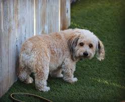 The corgipoo may be a small dog, but it's a dog with character. Corgipoo All You Need To Know About The Cute Corgi Poodle Mix K9 Web