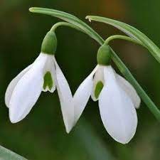 High Quality Love Bracelet In 2021 Bulb Flowers Plants Planting Bulbs