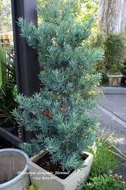 Podocarpus Podocarpus Elongatus Icee Blue National Gardening Association Plants Landscaping Plants Low Maintenance Plants Landscaping